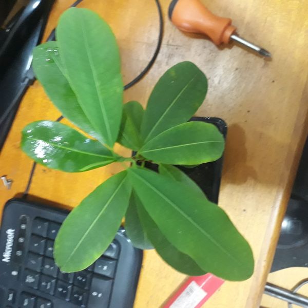 Identificação da planta Cerbera por foto