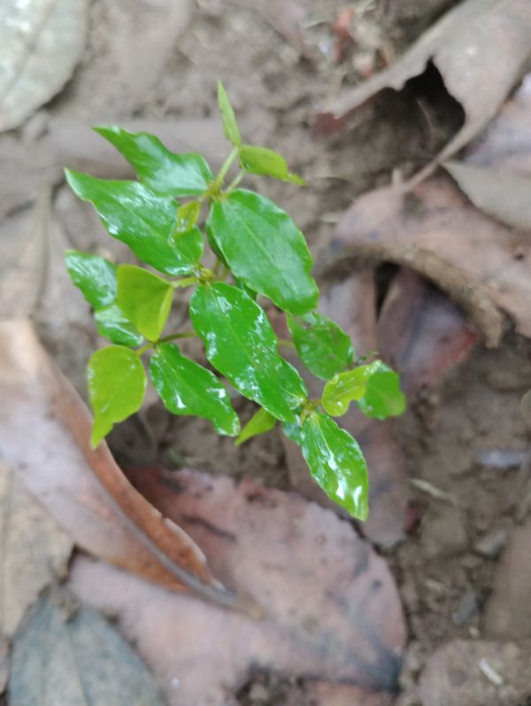 Identificação da planta Pessegueiro-bravo por foto
