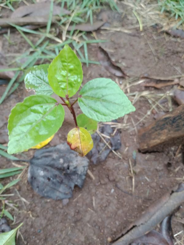 Identificação da planta Vinagreira por foto