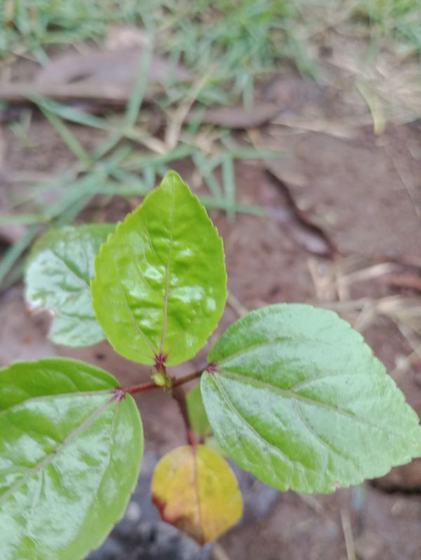 Identificação da planta Vinagreira por foto