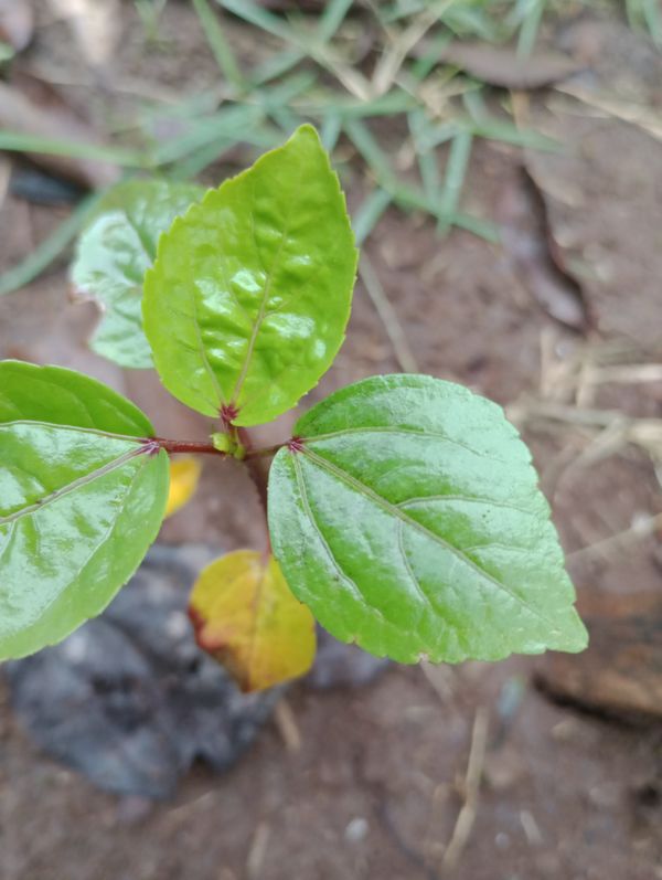 Identificação da planta Vinagreira por foto