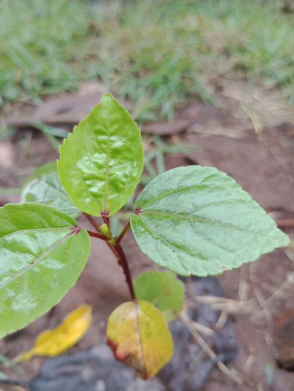 Identificação da planta Vinagreira por foto