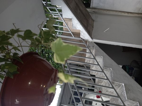 Identificação da planta Hera-argelina por foto