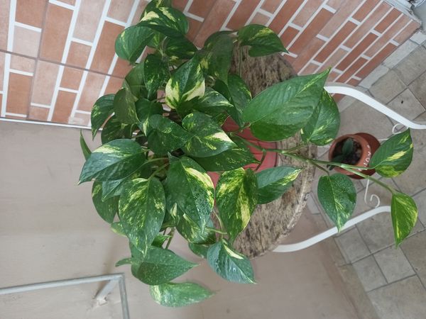 Identificação da planta Jiboia por foto