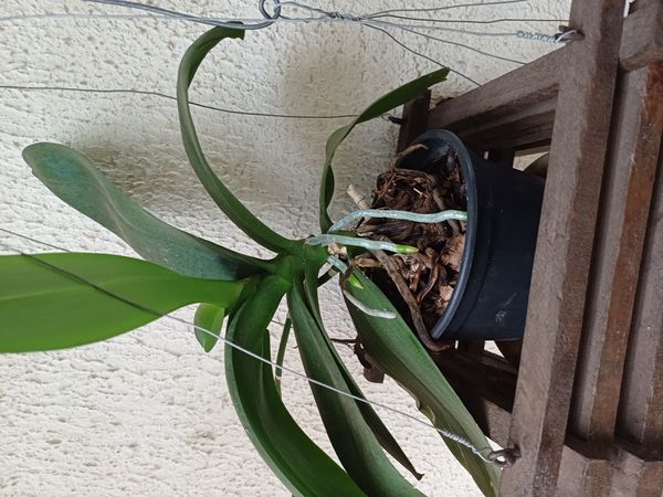 Identificação da planta Orquídea-Phalaenopsis por foto