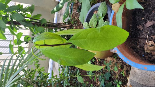 Identificação da planta Abacate por foto