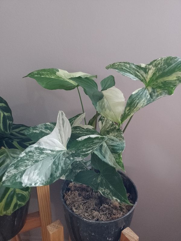 Identificação da planta Singônio por foto