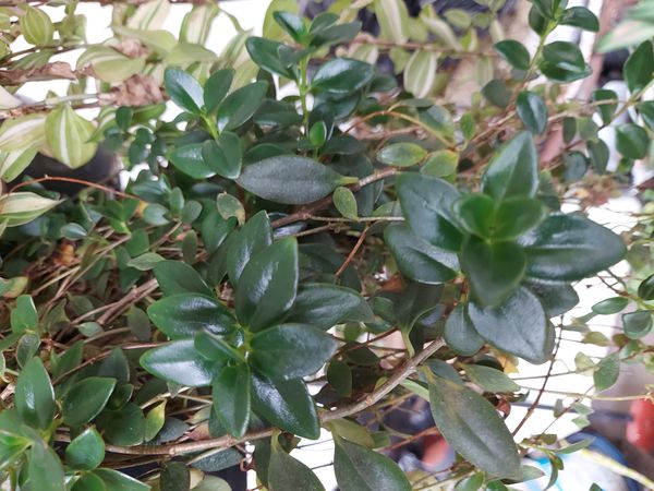 Identificação da planta Peixinho por foto