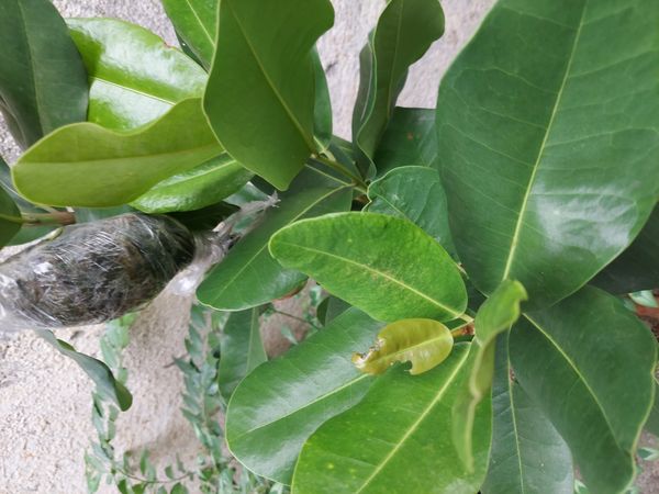 Identificação da planta Abricó-de-praia por foto