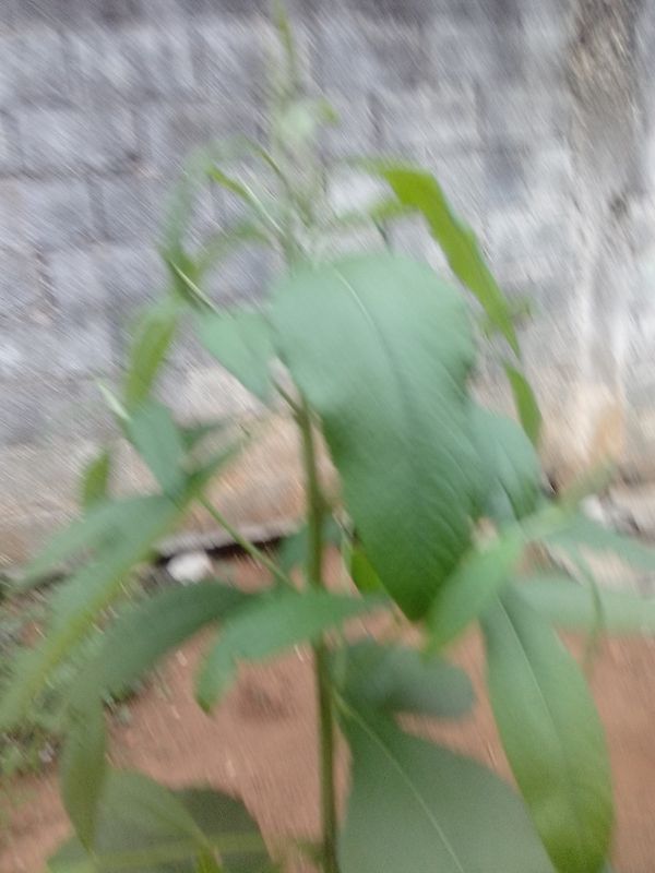 Identificação da planta Assa peixe por foto