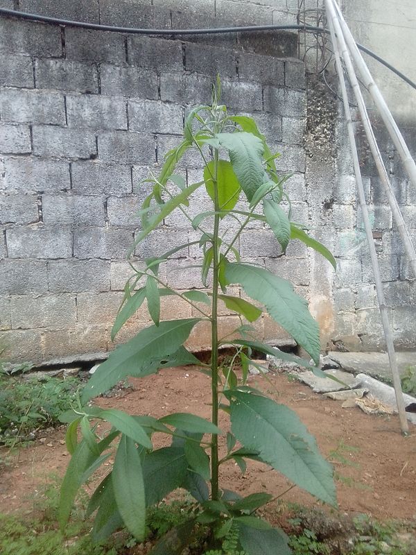 Identificação da planta Assa peixe por foto