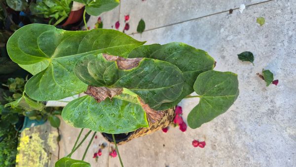 Identificação da planta Micro antúrio por foto