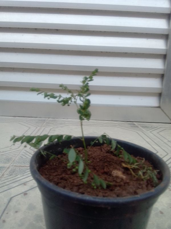 Identificação da planta Quebra pedra por foto