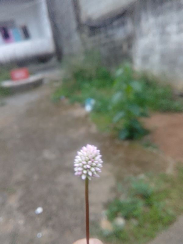 Identificação da planta Coração-de-maria por foto