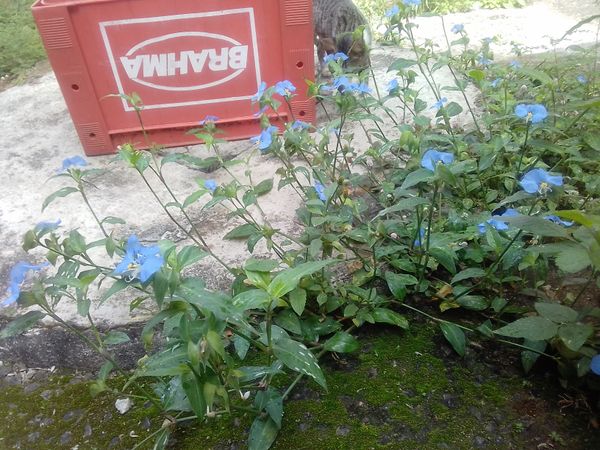 Identificação da planta Trapoeraba por foto