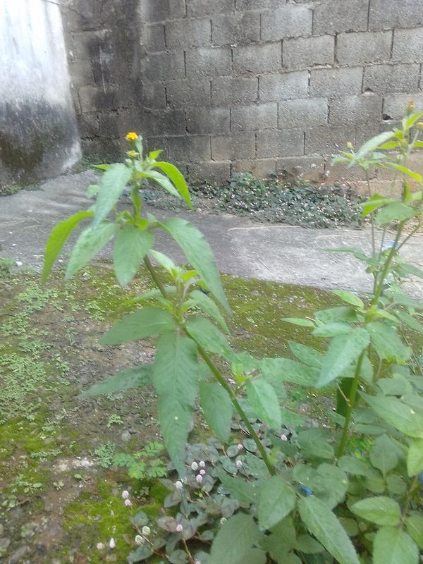 Identificação da planta Picão-preto por foto