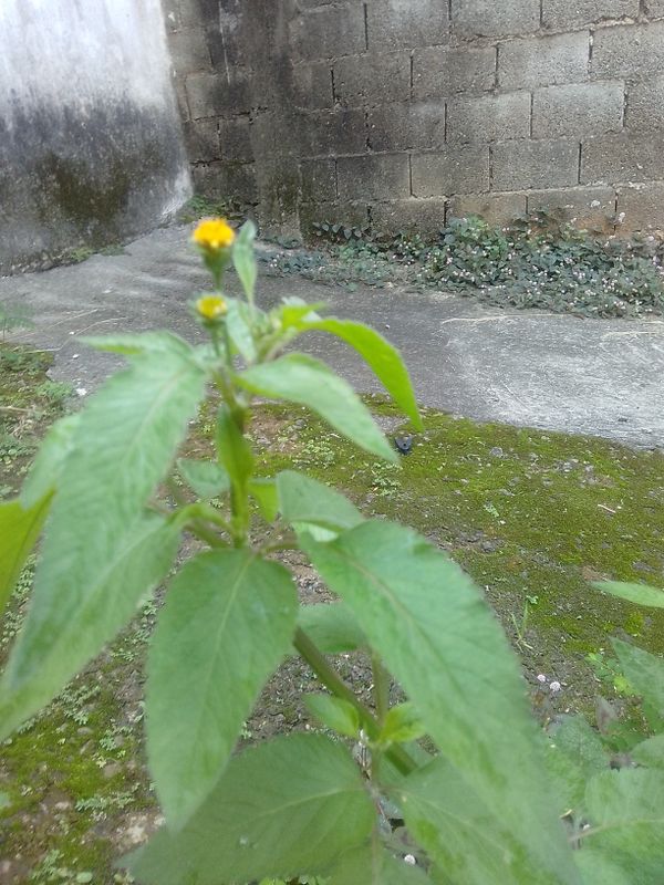 Identificação da planta Picão-preto por foto