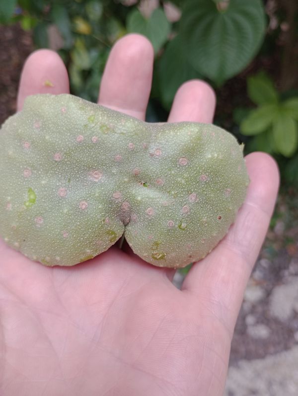 Identificação da planta Cará Moela por foto