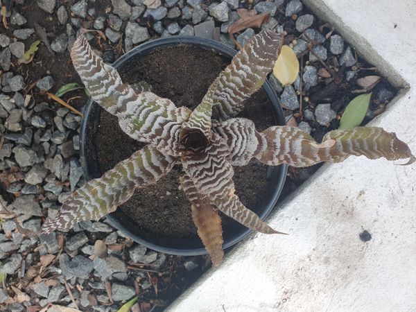 Identificação da planta Língua-de-serpente por foto
