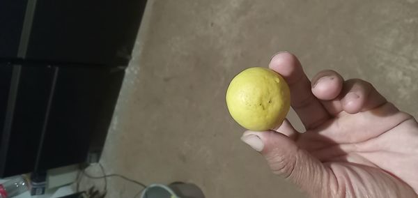 Identificação da planta Pomelo por foto