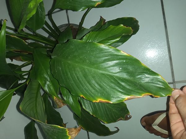 Identificação da planta Lírio da paz por foto