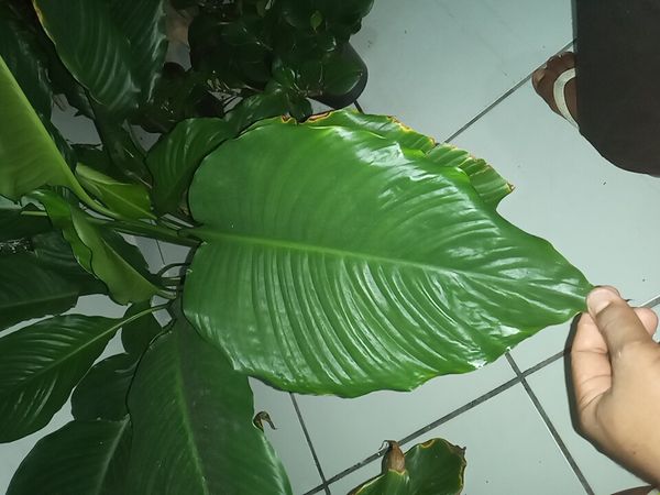 Identificação da planta Lírio da paz por foto