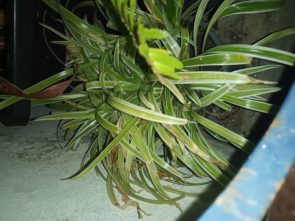 Identificação da planta Clorófito por foto