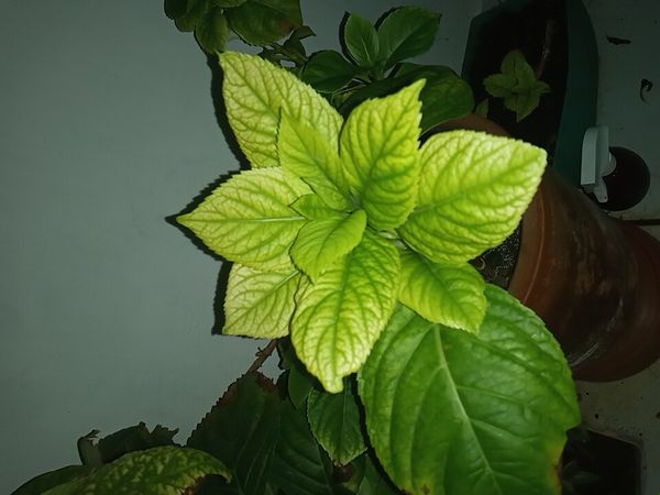 Identificação da planta Hortênsia por foto