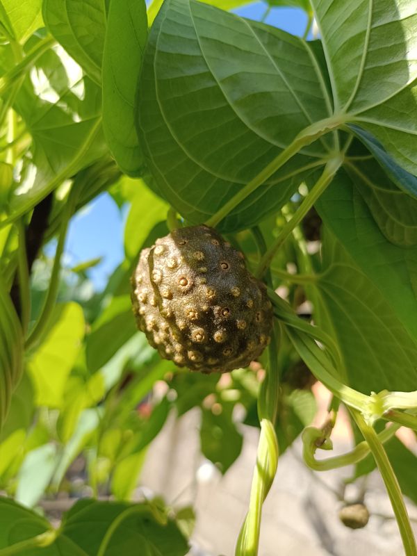 Identificação da planta Cará Moela por foto