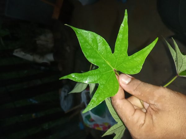 Identificação da planta Batata-doce por foto