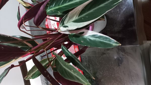 Identificação da planta Calateia Triostar por foto