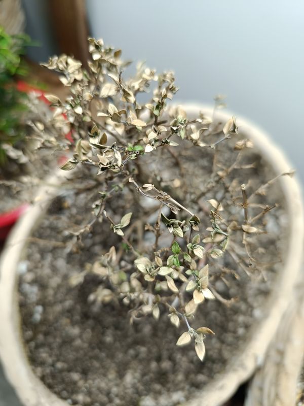 Identificação da planta Árvore-da-felicidade por foto