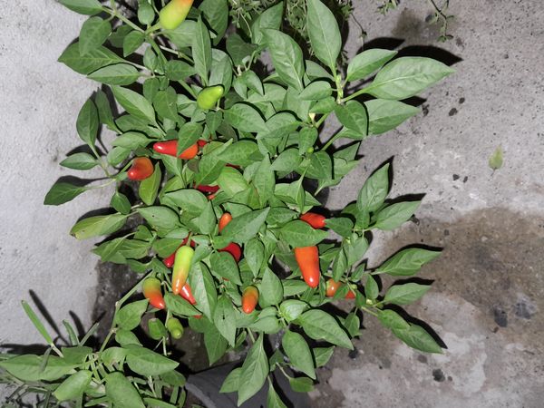 Identificação da planta Pimenta por foto