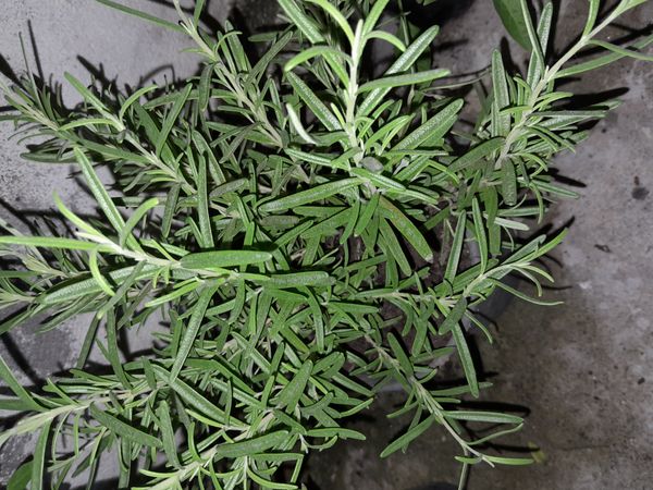 Identificação da planta Alecrim por foto