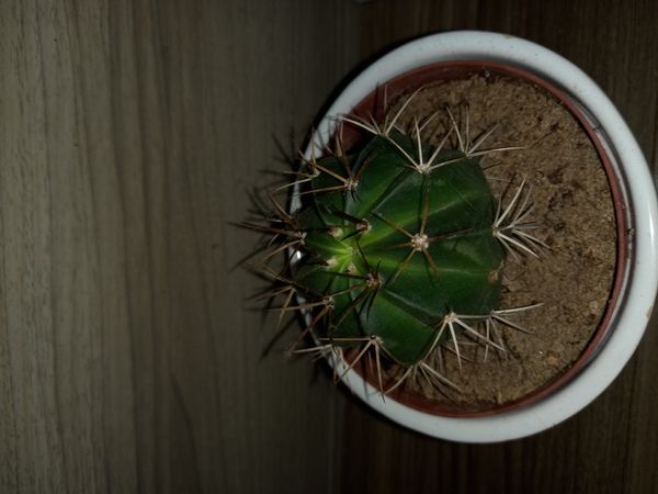 Identificação da planta Corôa-de-frade por foto
