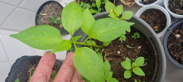 Identificação da planta Malagueta por foto