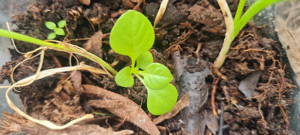Identificação da planta Pimenta-de-cheiro por foto