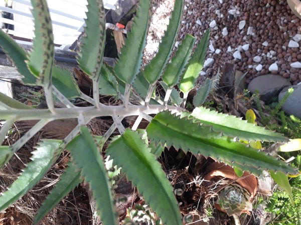 Identificação da planta Saião por foto