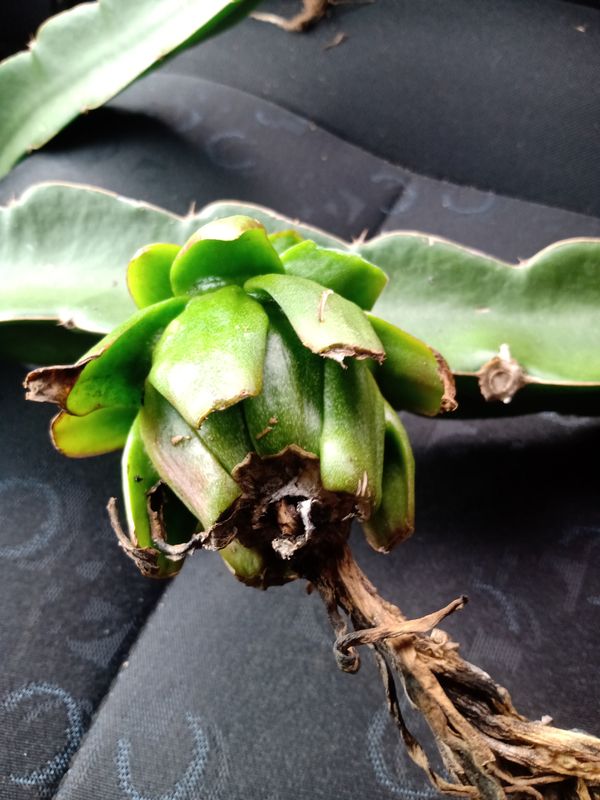 Identificação da planta Pitaia por foto