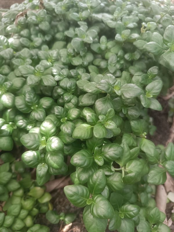 Identificação da planta Espinho-de-cristo por foto