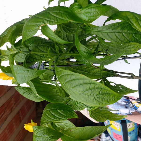 Identificação da planta Língua-de-sogra por foto