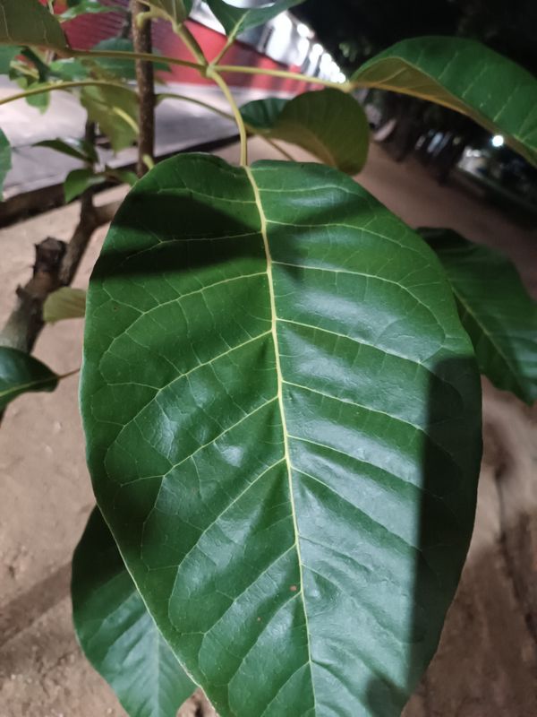 Identificação da planta Ipê Rosa por foto