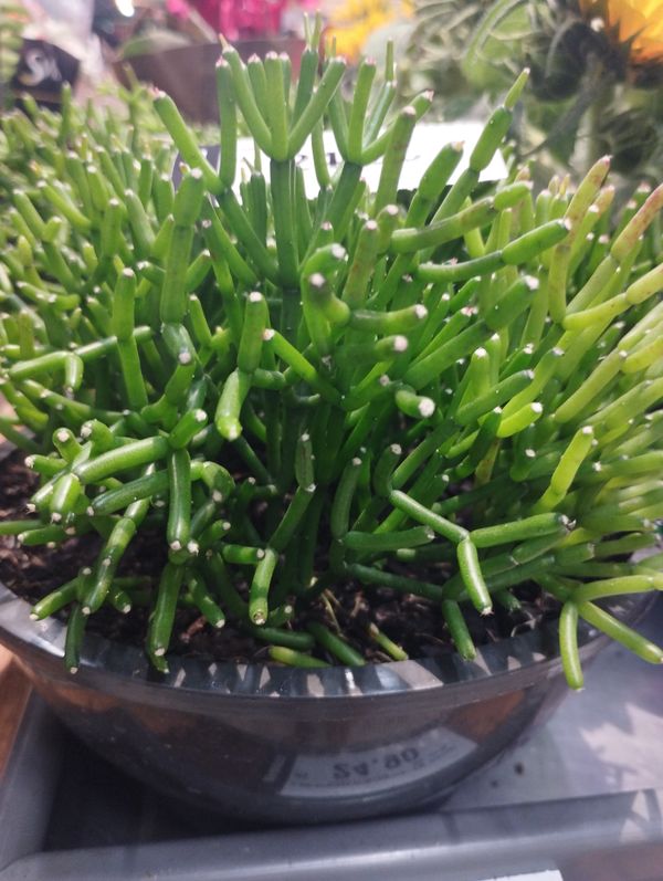 Identificação da planta Cacto Coral por foto