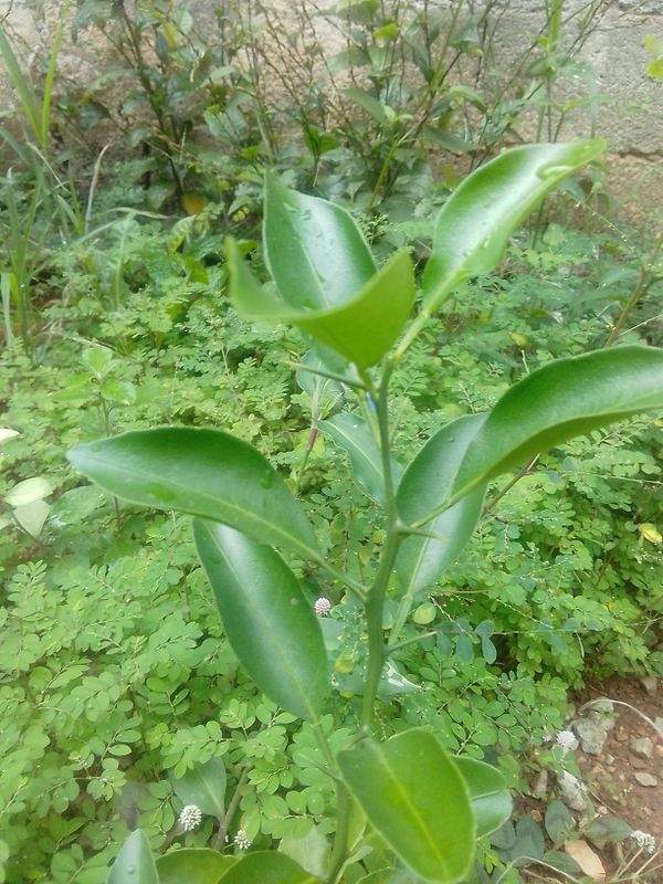 Identificação da planta Yuzu por foto