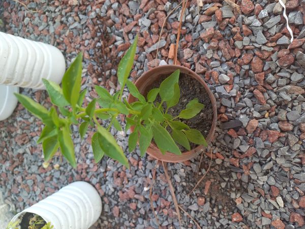 Identificação da planta Manjericão por foto