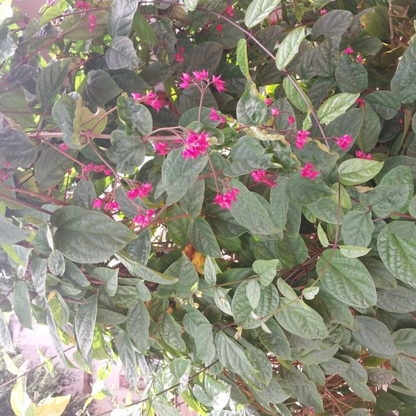 Identificação da planta Lágrima-de-cristo-vermelha por foto