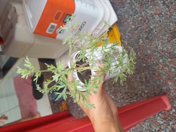 Identificação da planta Losna por foto