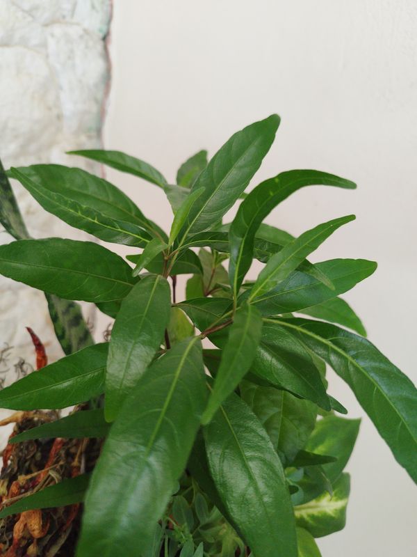 Identificação da planta Abre caminho por foto