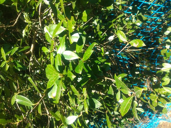 Identificação da planta Chá-da-China por foto