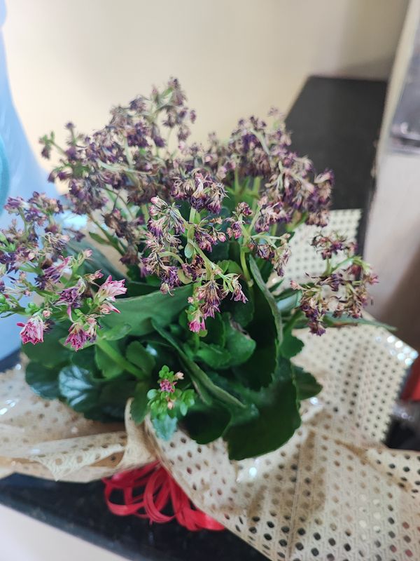 Identificação da planta Flor da fortuna por foto